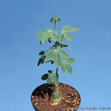 Image result for Adenia glauca