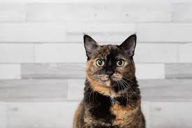 Those who cast the tortoiseshell cat love adventures and new experiences. Tortoiseshell Cat Price