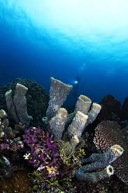 Gambar pemandangan pulau cantik di tengah laut panorama alam 2 gambar wallpaper pemandangan pantai kumpulan wallpaper 24 gambar pemandangan pantai yang indah Apa Pemandangan Bawah Laut Paling Mengagumkan Yang Pernah Kamu Lihat Dengan Mata Kepala Sendiri Quora