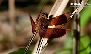 Scopri ricette, idee per la casa, consigli di stile e altre idee da provare. 5 Mitos Burung Tekukur Atau Derkuku Menurut Primbon Hewanpedia