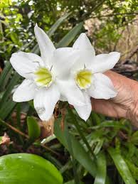 Image result for Rogiera amoena