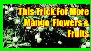 Mango trees start bearing fruits from the 5th year of planting. This Trick May Force Mango Tree To Fruit Youtube