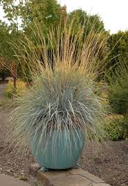Spar77.de has been visited by 100k+ users in the past month Helictotrichon Sempervirens Klassisch Garten St Louis Von Missouri Botanical Garden Houzz