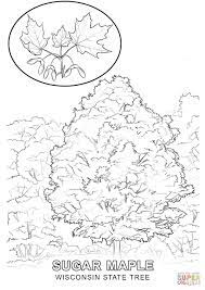 All usa state coloring pages are printable. Wisconsin State Tree Coloring Page Free Printable Coloring Pages Coloring Home