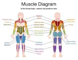 Labeled long flight disease feeling symptom. Muscle Diagram Male Body Names Stock Vector Illustration Of Bodybuilder Fitness 90796924