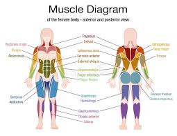 Anatomy and physiology map chapter 1. Body Diagram Female Stock Illustrations 2 660 Body Diagram Female Stock Illustrations Vectors Clipart Dreamstime