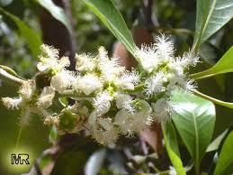 Image result for Lophostemon confertus