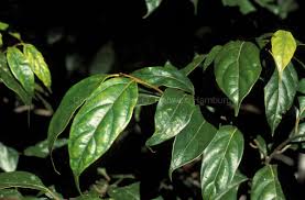 Image result for Cryptocarya transvaalensis