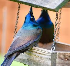 Maybe you would like to learn more about one of these? How To Get Rid Of Grackles And Blackbirds At Feeders Birds And Blooms
