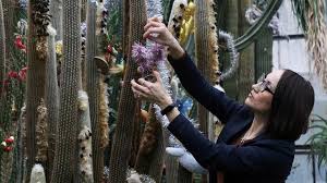 Im Botanischen Garten In Jalta An Der Krim Werden Kakteen Vorsichtig Von Einer Angestellten Dekoriert Bildquelle Reute Botanischer Garten Bilder Tagesschau