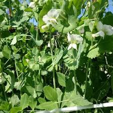 えんどう豆の育て方 水やりや肥料を与える頻度は プランター栽培もできる Greensnap グリーンスナップ