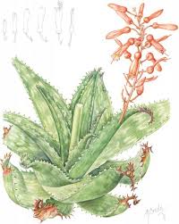 Image result for Stathmostelma pauciflorum