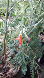 Image result for Crossandra greenstockii