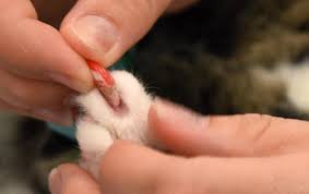 Cat's claw can aid in alleviating almost any symptom, from neurological to digestive. Claw Covers Cause For Concern Charity Vet Times