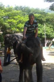 About 1% of these are stuffed & plush animal. Mike And A Baby Elephant He S Jealous Of Its Hair Bild Von Lampang Lampang Province Tripadvisor