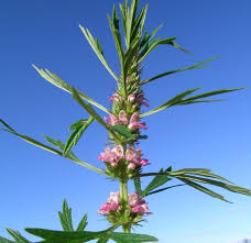 Image result for Leonurus japonicus