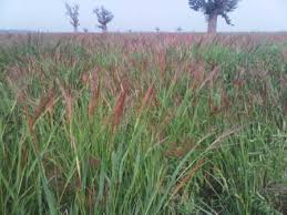Image result for Oryza barthii