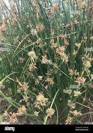 Image result for Cyperus laevigatus