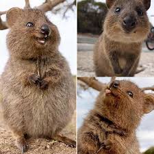 The Adorable Quokka Cute Animals Quokka Animal Cute Wild Animals