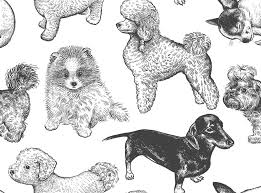 Has kennel cough, mucus in lungs called pret pet in brooklyn new york said, no it doesn't have parvo. Best Dog Collars That Make Sure Your Pet Always Looks On Point The Independent
