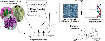 Image result for Apocynaceae subfamily Periplocoideae