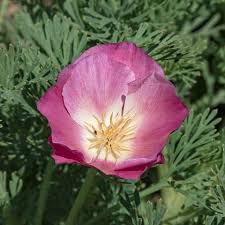 Image result for Eschscholzia