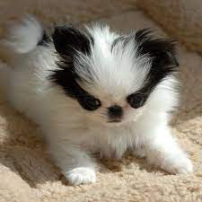 Koko A Baby Japanese Chin Japanese Chin Puppies Japanese Chin Dog Japanese Chin