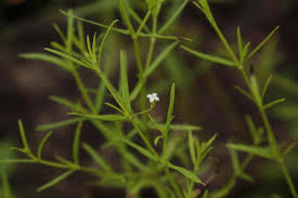 Image result for Oldenlandia herbacea