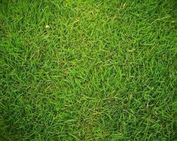 Andika garden, beli rumput jepang, budidaya rumput jepang, harga rumput jepang, jasa tanam rumput jepang, jual rumput jepang, penjual rumput jepang. Jual Jual Rumput Jepang Per Meter Persegi Di Lapak Hts Bukalapak