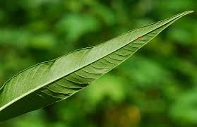 Image result for Persicaria lapathifolia