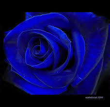Most Beautiful Black And Blue Roses Blue Rose Rose Buds Blue Flowers Blue Rose