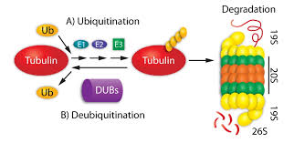 The upp consists of concerted actions of. Ubiquitin Proteasome System As A Therapeutic Target Does Tubulin Care