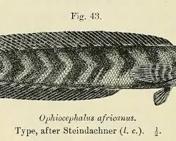 Image result for Amphicarpaea africana