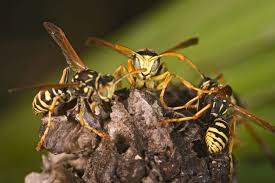 How Do Wasps Reproduce? | Pets On Mom.Com