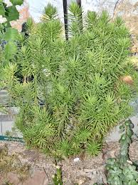 Image result for Senecio barbertonicus