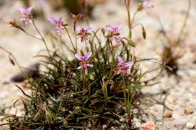 Image result for Peponium