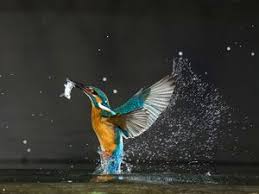 Wwf Bird And Flower Wallpaper Wildlife Desktop Wallpaper Wildlife Wallpapers Panda Desk Wildlife Wallpaper Wild Animal Wallpaper Free Wallpaper Backgrounds We hope you enjoy our growing collection of hd images to use as a background or home. wwf bird and flower wallpaper