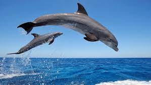 La acestea se adaugă braconajul și construcțiile de pe malul mării, unde sunt descoperiți tot mai mulți delfini morți anual. Delfinii Sunt Pe Cale De DispariÈ›ie In Marea NeagrÄƒ Din Cauza Oamenilor Unica Md