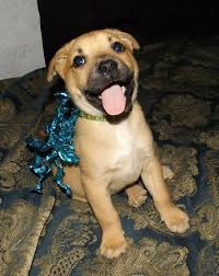 German Shepherd Pitbull Mix Black And Brown German Shepherd Pitbull Mix Puppy So Cute In 2020 Pitbulls Pitbull Mix Pitbull Mix Puppies