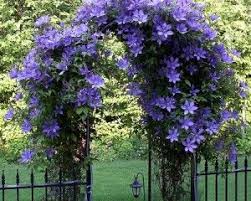 Climbing Plants On Trellis Flowers Perennials Climbing Flowers Climbing Plants