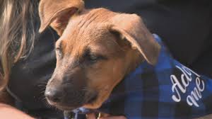 Akron distillery helping rescue pups find their forever homes with 'Dogust'  events