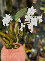 Image result for Humularia meyeri-johannis