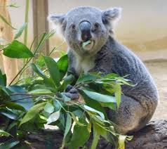 Cyanides are abundantly available within the leaves of the eucalyptus tree. Koalas Prodigious Costs Graying Population Bedevil Nation S Zookeepers The Japan Times
