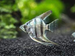 Blue Zebra Angelfish Pterophyllum Scalare Tank Bred