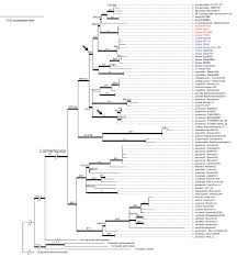 Image result for Lomariopsis warneckei