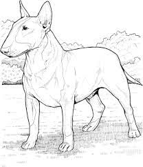 coloriage bull terrier coloriages a imprimer gratuits histoire d&#x00027;image de page