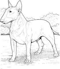 For boys and girls, kids and adults, teenagers and toddlers, preschoolers and older kids at school. English Bull Terrier Coloring Page Free Printable Coloring Pages Dog Coloring Page Bull Terrier Art Animal Coloring Books