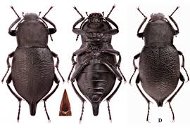 Image result for Nicolasia nitens