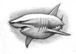 Pin On My Love Of Sharks