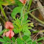 Image result for Indigofera brevicalyx